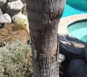 palm trees losing bark