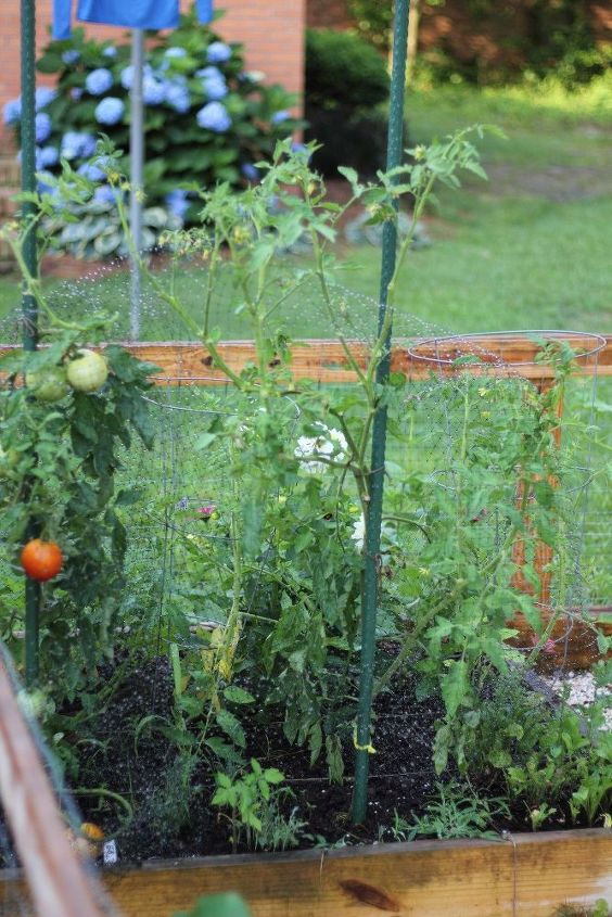 dicas para plantar tomates