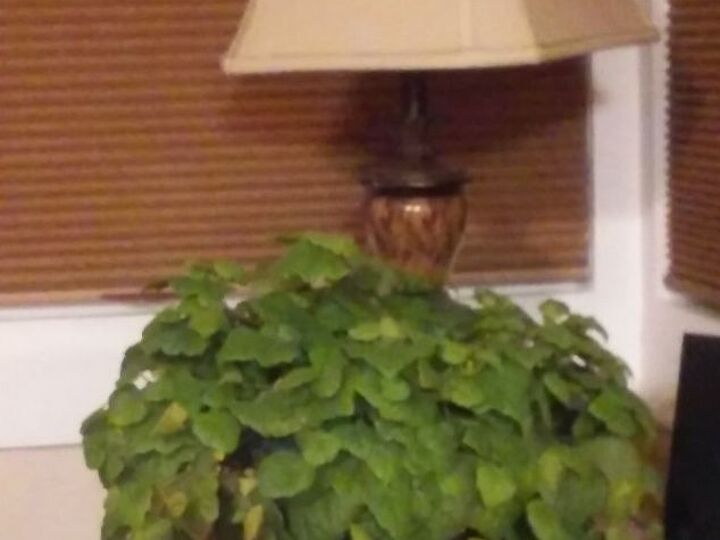 q why does my piggyback plant look so sad
