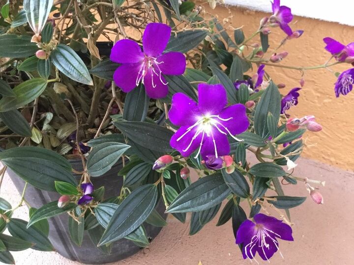 q need help in identifying this flowering plant