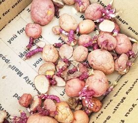red new potato tips from seed to harvest