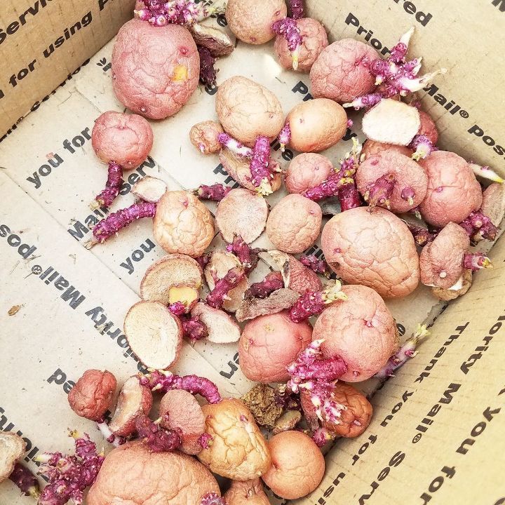 red new potato tips from seed to harvest
