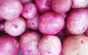 Consejos para la patata roja nueva desde la semilla hasta la cosecha