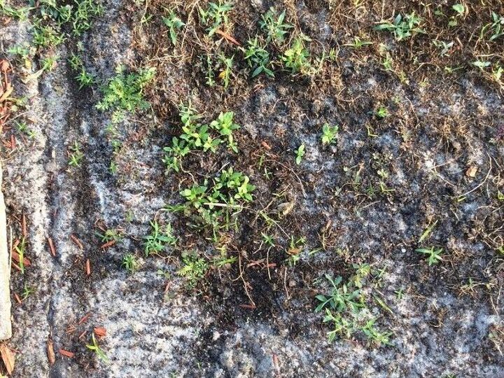 q suggest some yard seed for this spot