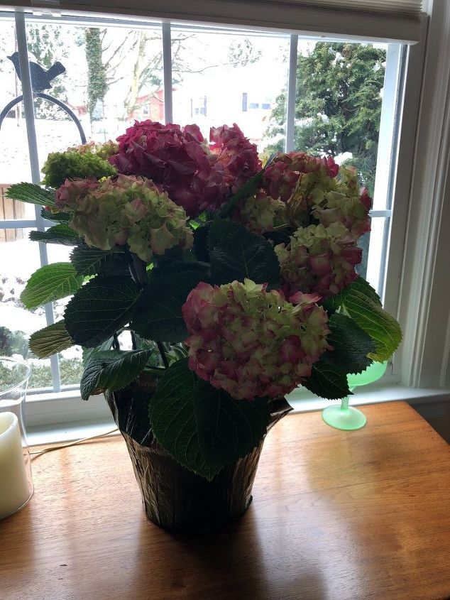 q what is the best place to plant my pink hydrangea