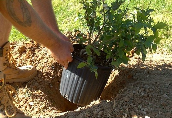 how to plant blueberries