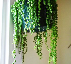 Why Gardeners Have Problems Growing A String Of Pearls Plant Indoors