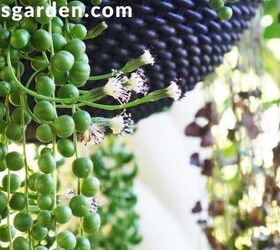 The Sweetly, Spicy Scented Flowers Of The String Of Pearls Plant
