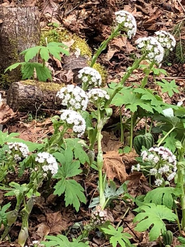 q does anyone know what kind of plant this is