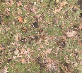 my grass has black circles looking like holes