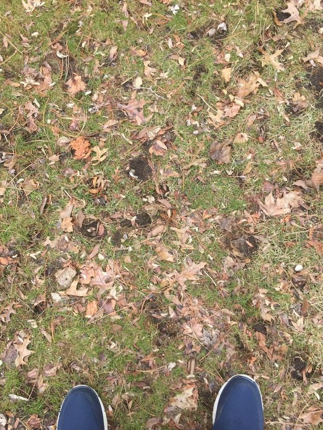 q my grass has black circles looking like holes