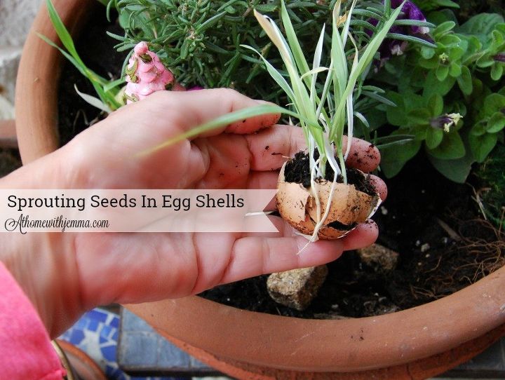 transplanting seedlings grown in eggshells