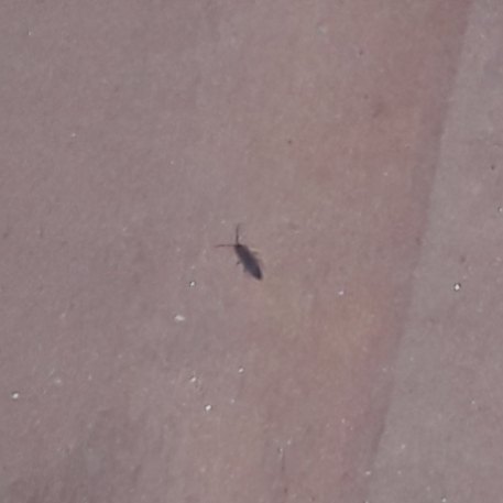 what is it