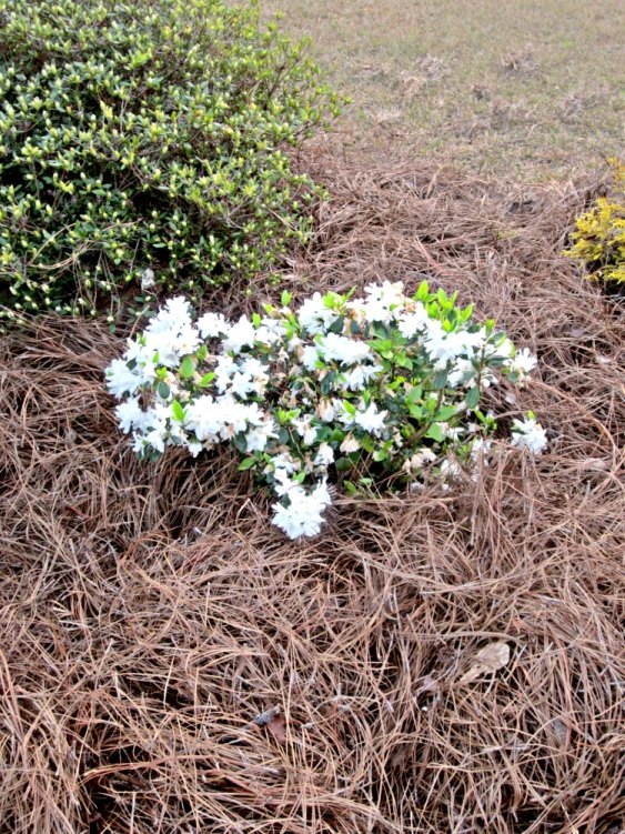 spring garden cleanup, Replaced dying Azalea