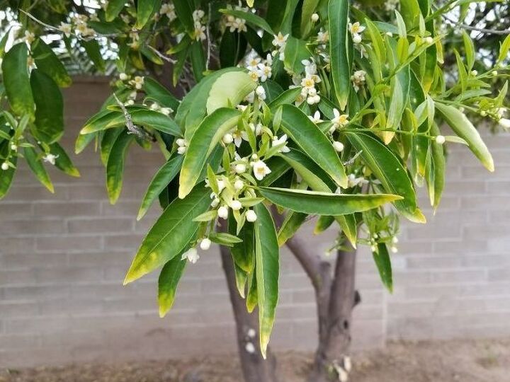 q can my orange tree be resurrected