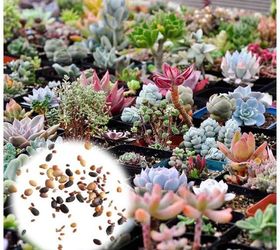 q how to grow succulents from seed