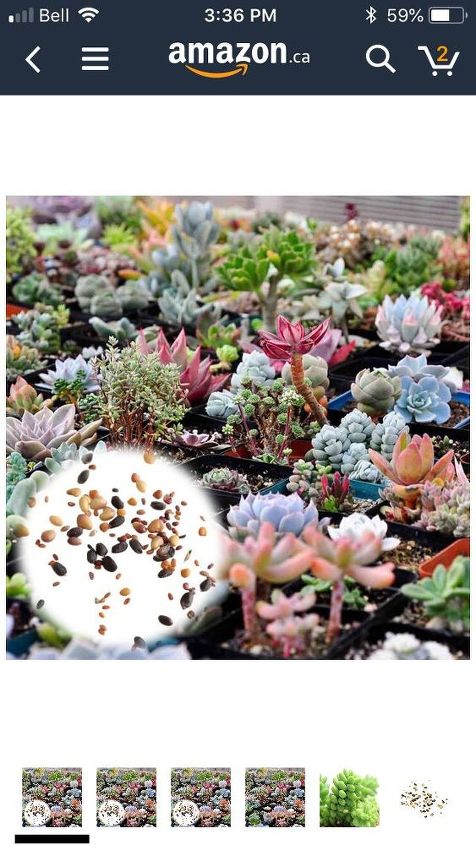 q how to grow succulents from seed