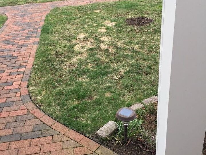 q what is the best method to repair a lawn damaged by dog pee