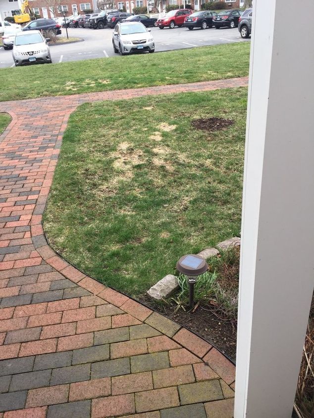 q what is the best method to repair a lawn damaged by dog pee