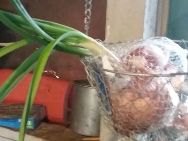 q how do i plant an onion that had the long green stem growing