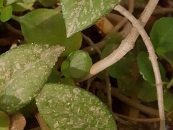q do you know the name of this plant