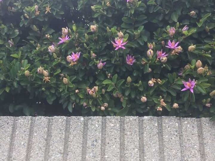 q i m looking for climbing vine grewia occidentallis