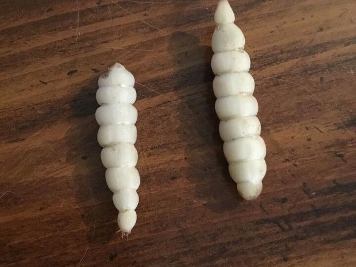 q theses are in my yard what are they