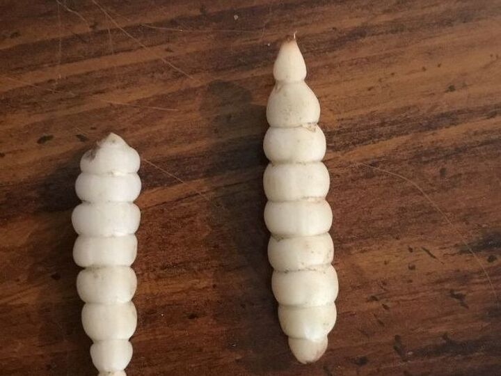 q can anyone tell me what these are