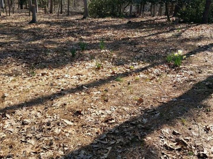 q how can i turn sandy lot into a wild flower meadow without bankruptcy