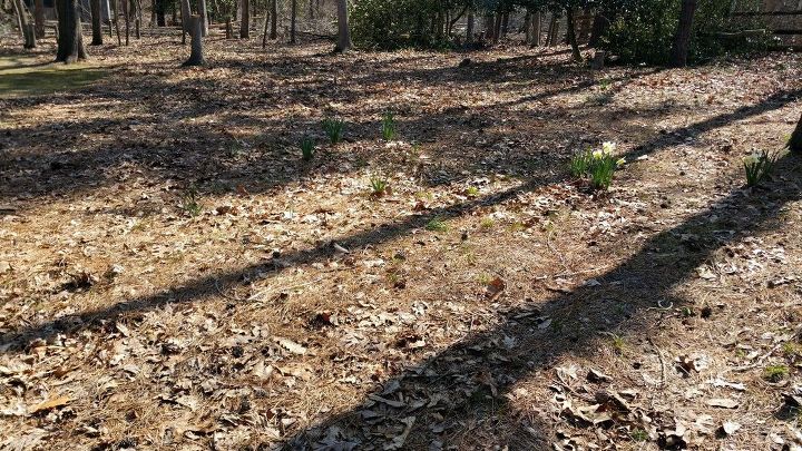 q how can i turn sandy lot into a wild flower meadow without bankruptcy