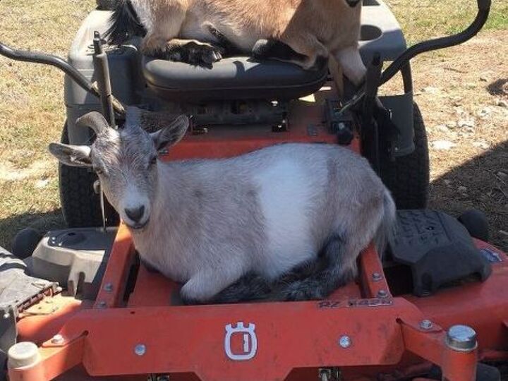 q hi y all ideas for landscaping plants my goats won t eat