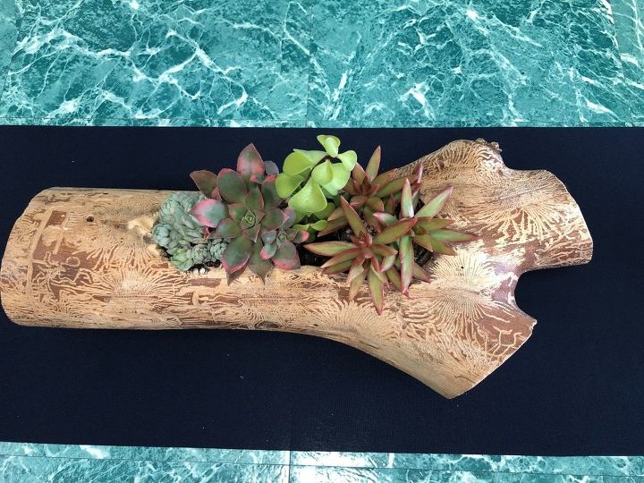 q how much can you trim roots of succulents to fit into arrangements