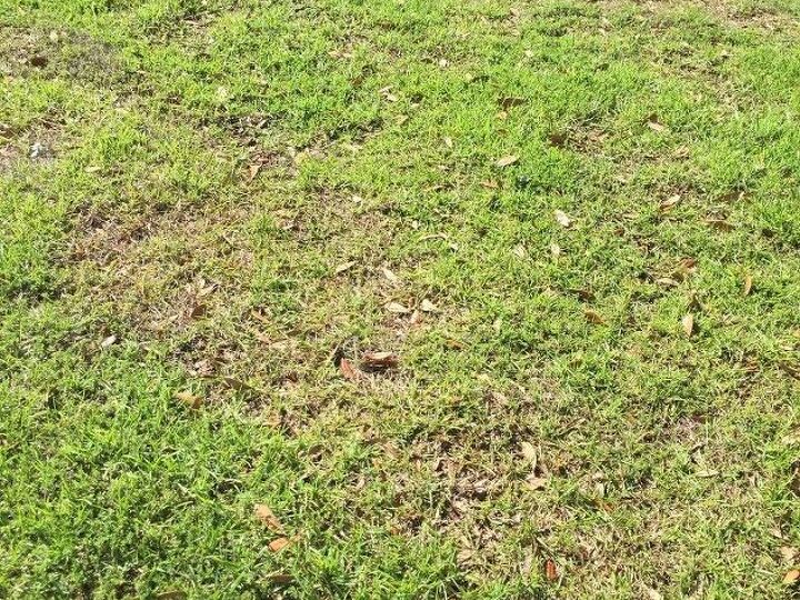 q i have patches in my front lawn that look terrible help