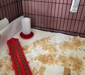 baby chick brooder repurposed dog crate