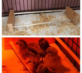 baby chick brooder repurposed dog crate