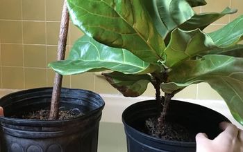How to Keep a Fiddle Leaf Fig Alive