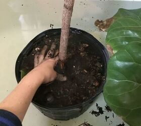 how to keep a fiddle leaf fig alive