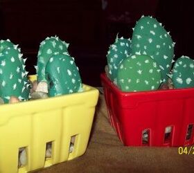 perfect succulent prickly pear cactus