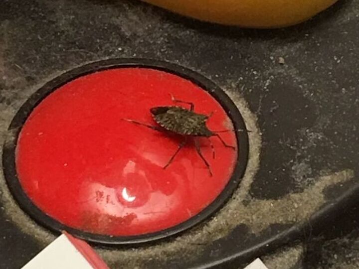q what is this big and how do i get rid of it