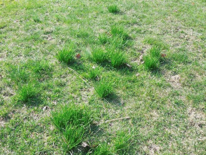 como melhorar seu gramado