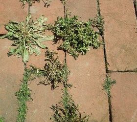 a natural method for killing weeds, The weeds are already dying after 1 1 2 hour
