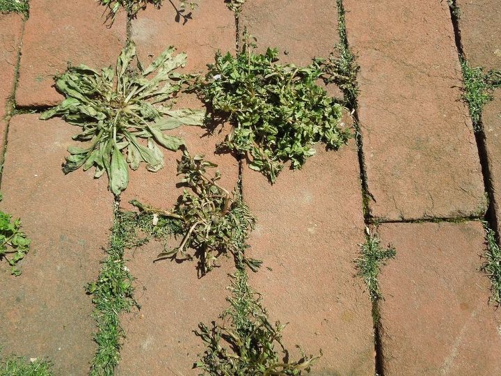 a natural method for killing weeds, The weeds are already dying after 1 1 2 hour