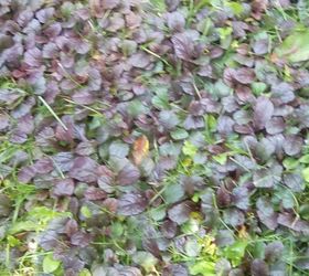 how to get rid of what i believe to be bugle weed in my lawn
