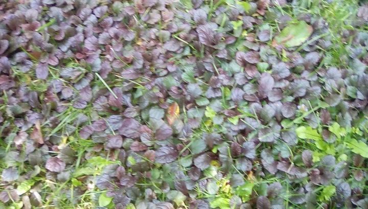 How to Get Rid of Ajuga in Lawn