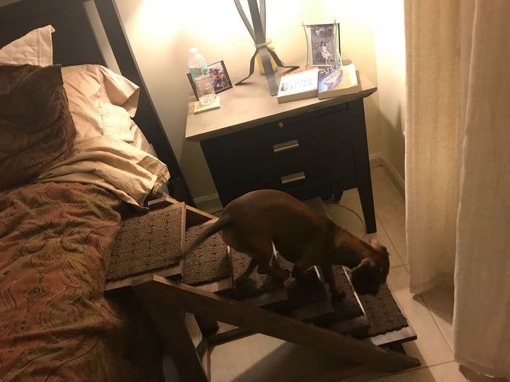 puppy love rampa para perros diy para el dormitorio, Bentley luchando bajando los escalones