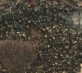 q my ivy has a lot of dead leaves on it never happened before any ideas