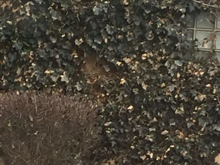 q my ivy has a lot of dead leaves on it never happened before any ideas