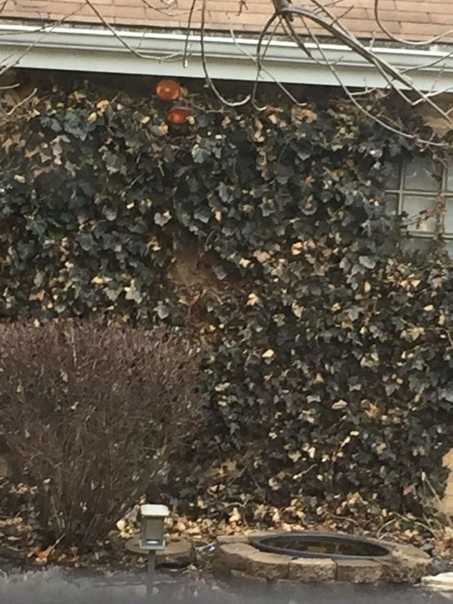 q my ivy has a lot of dead leaves on it never happened before any ideas