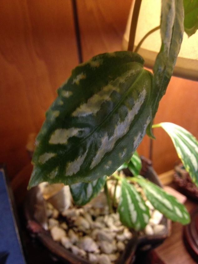 q i need help identifying this plant