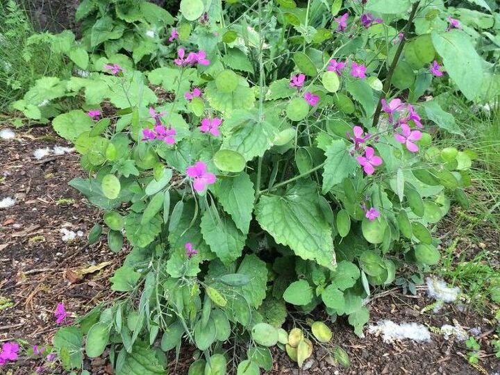 q help identify this plant